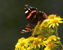 Red_Admiral